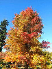 Colours of autumn fall - beautiful black Tupelo tree in front of blue sky