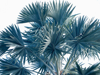 Fototapeta premium Big palm tree isolated on white background