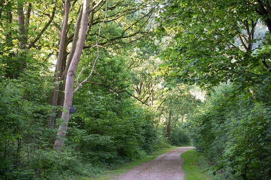 Scenic view of forest in rural Germany with empty pathway. Trees foliage and bright summer sunlight background. No people.