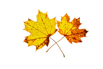 Fototapeta na wymiar deux feuilles d'arbre aux couleurs d'automne sur fond blanc