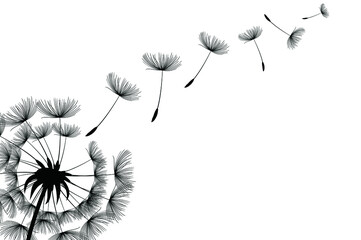 Flying dandelion seeds, vector icon. Vector isolated decoration element from scattered silhouettes