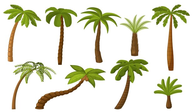 Cartoon palm tree. Summer coco palms, jungle coconut. Isolated beach plants. Tropical island green flora, seaside landscape recent vector elements