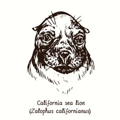 California sea lion (Zalophus californianus) head front view. Ink doodle drawing