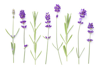 Set Of Lavender Flowers And Leaves Isolated