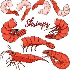 Shrimp, prawn icons set. Collection shrimp, without shell, meat. Realistic vector illustration
