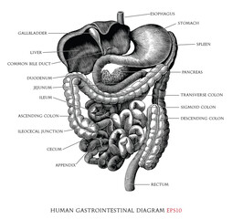 Human gastrointestinal system diagram hand draw vintage engraving style black and white clipart isolated on white background - 464985436