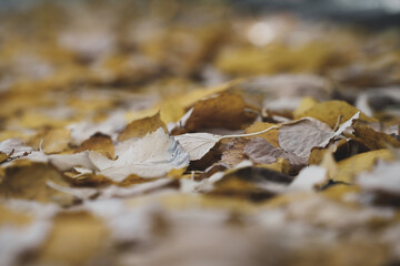 leaves. yellow leaves. autumn landscape.