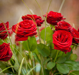 bouquet of red roses in a garden