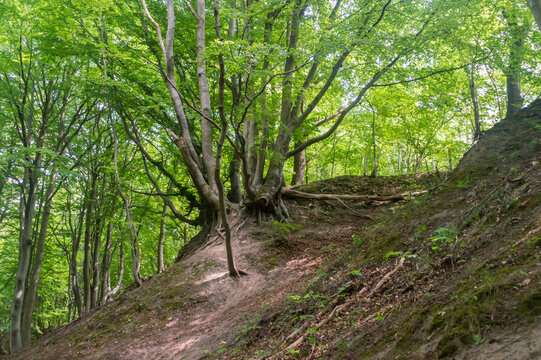 Fox Ravine (Lisi Jar) in Jastrzebia Gora, Poland.