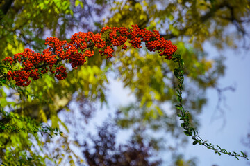 Red rowan berries on green branches against a blue sky. Autumn background. August. Autumn is approaching. Ripening of rowan berries. Useful medicinal berries