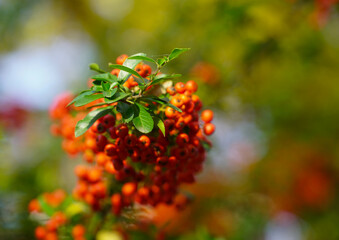 Red rowan berries on green branches against a blue sky. Autumn background. August. Autumn is approaching. Ripening of rowan berries. Useful medicinal berries