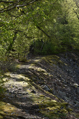 Rosselhalde im Nationalpark Hunsrück-Hochwald