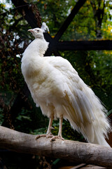 white peacock