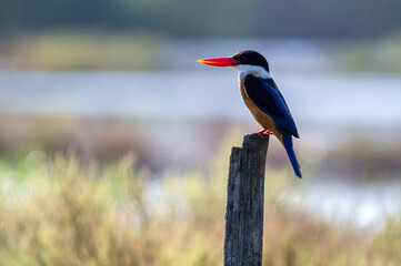 The black-capped kingfisher perching on a wooden rod in Thailand