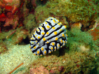Varicose Wart Slug (Phyllidia varicosa) on the coral reef of Phuket, Thailand