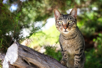Domestic cat in a tree on summer day