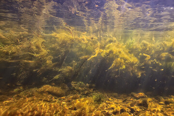 Fototapeta na wymiar green algae underwater in the river landscape riverscape, ecology nature