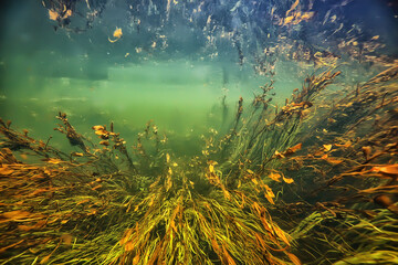 Plakat multicolored underwater landscape in the river, algae clear water, plants under water