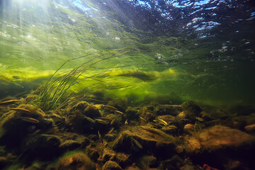 Fototapeta na wymiar sun rays under water landscape, seascape fresh water river diving