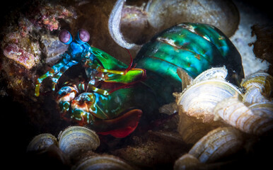 Odontodactylus scyllarus, commonly known as the peacock mantis shrimp, harlequin mantis shrimp, painted mantis shrimp,clown mantis shrimp or rainbow mantis shrimp on the coral reef in Phuket, Thailand