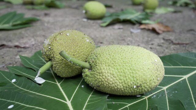 breadfruit : the large, round, starchy fruit of a tropical tree, which is used as a vegetable and sometimes to make a substitute for flour.