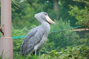 あまり動かないことで有名な「ハシビロコウ」