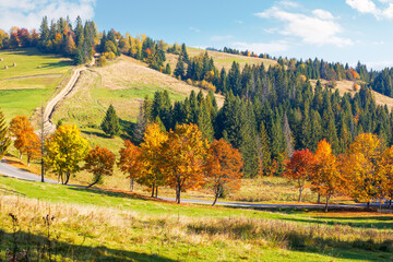 autumnal landscape in mountains. coniferous forest on the hill and trees in colorful foliage by the road. beautiful nature outdoor scenery on a sunny day
