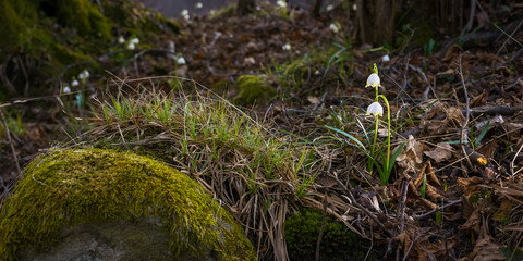 beautiful nature background in spring season. close up photo of summer snowflake flowers on the glade among trees