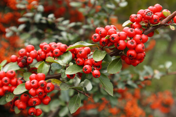 Firethorn or Pyracantha, decorative garden bush with bright red berries. Close up of Pyracantha red berries in autumn, selective focus.