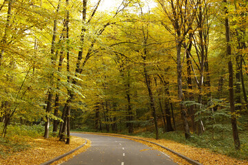 Winding road passing through the autumn forest. Empty forest road, littered with autumn leaves.