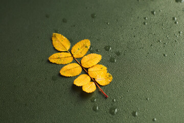 Yellow autumn leaves with water drops on green background