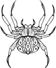 Spider realistic line vector illustrations. Hand drawing style