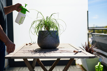 Crop man spraying green potted plant