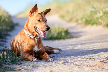 Naklejka premium Basenji dog lying on sandy path in nature