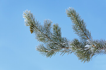 Frosty Pine Branch