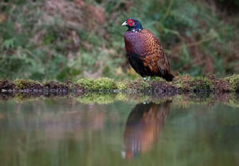 A male pheasant standing at the edge of a pool. It is reflected in the water
