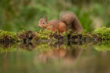 Naklejka na ściany i meble An alert red squirrel walking along the edge of a pool. Its body is reflected in the water