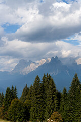 Sunny day on dolomites, trees and pale di san martino