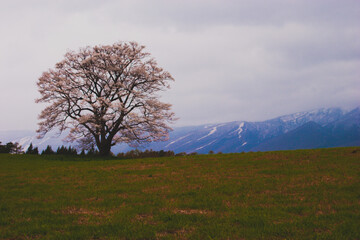 山と空と桜