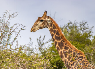 giraffe in the wild