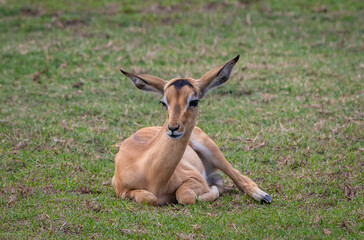 impala in the savannah