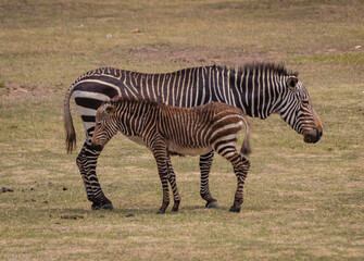 Zebra mother and child