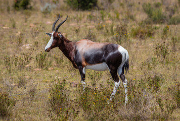 Antilope in freier Wildbahn