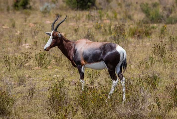 Meubelstickers antilope in het wild © Robert
