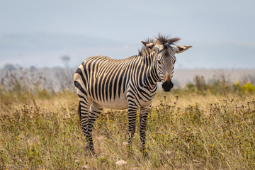 Obraz premium zebra in the wild