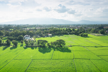 Obraz premium Land or landscape of green field in aerial view. Plot of land for agricultural farm, farmland or plantation with crop, rice. Also sale, investment. Rural area with nature at countryside in Chiang mai.