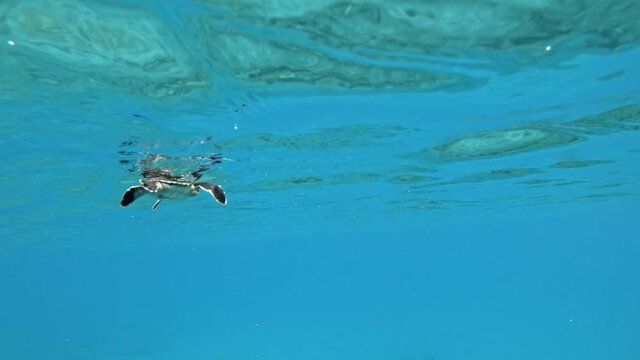 A Seaturtle Slowly Swimming Through The Crystal Clear Ocean. - slow motion - underwater shot