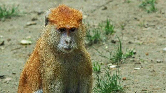 Close Up Of A Patas Monkey Curiously Looking At The Surroundings In Open Savanna.