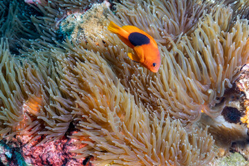 Fototapeta na wymiar Anemone fish on the coral reef of the Phi Phi islands in Southern Thailand