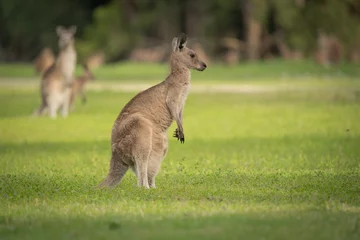 Selbstklebende Fototapeten kangaroo in the grass © Brian
